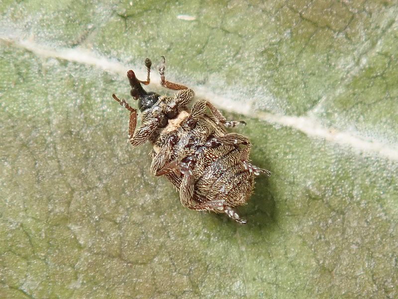 Curculionidae: Gymnetron rotundicolle ??  S !